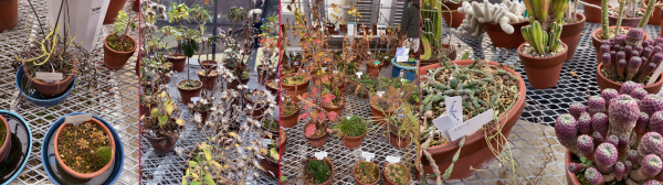 �����̒������A��(����)���ꂱ��B