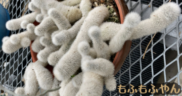 ���ӂ��ӂ̑����A���B