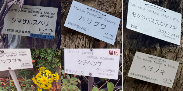 ���ΐ�A�����̐A���Ɋe�X����ꂽ���D�B�V�}�T���X�x���E�n���O���E���~�W�o�X�Y�J�P�m�L�E�c���u�L�E�V�`�w���Q�E�w���m�L�B