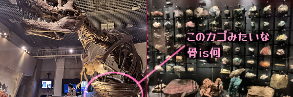 �Ȕ��̃e�B���m�T�E���X�B�����𕢂��J�S�݂����ȍ�is���B