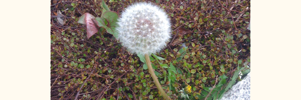 �^���|�|�̖Ȗт̎ʐ^�B