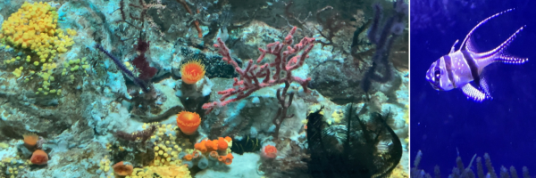 ���F�X��ʂ̊C�B�E�F�V�}�_�C�̂悤�ɔ��������ǃq���̃t�`���������r�[�Y�݂����Ɍ����Ă鏬���B