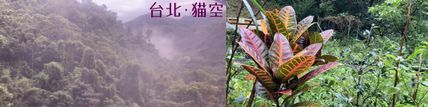 左:台湾郊外の猫空で撮影した、鬱蒼と霧に包まれた照葉樹林。右:緑の中に鮮やかな朱色の葉脈を見せる南郷らしい植物。