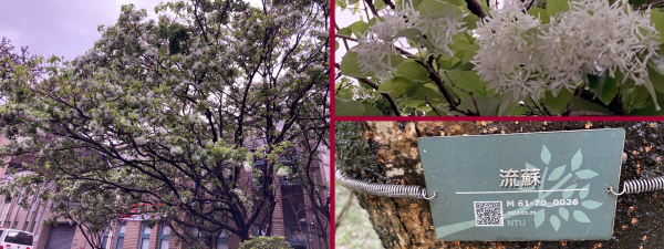 ナンジャモンジャの花樹。白い花のアップ。「流蘇」という向こうでの名前を記したプレート。