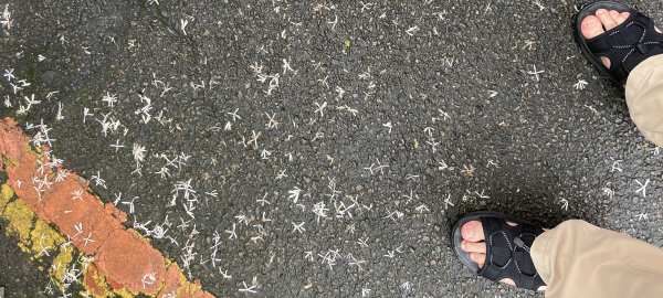 �J�オ��̃A�X�t�@���g�ɔ����U��΂����i���W�������W���̉ԕفB�T���_�������̎����̑���������B